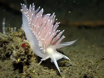 Red Flabellina Nudibranch