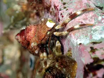 Greenmark Hermit Crab