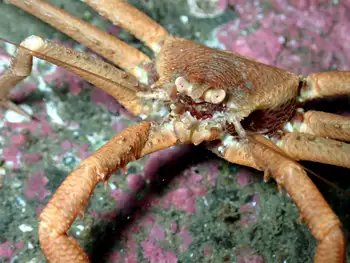 Scaled Crab