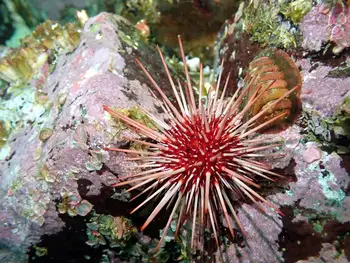 Red Sea Urchin