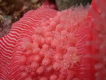 brooding anemone