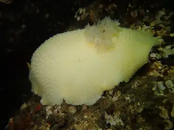 Noble Sea Lemon