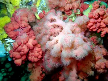 Red Soft Coral