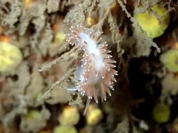 Red Gilled Nudibranch