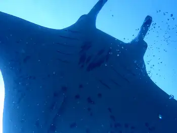 Reef Manta