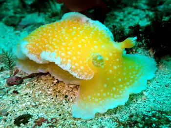 Orange Peel Nudibranch