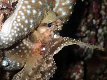 Sailfin Sculpin