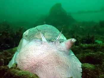 Moon Snail