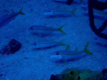 Goatfish