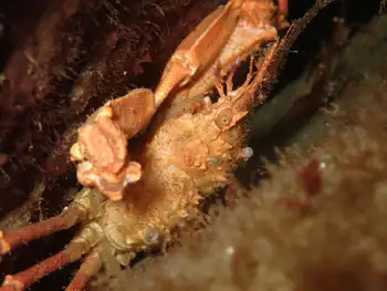 Longhorn Decorator Crab