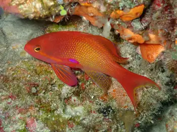 Jewel Fairy Basslet
