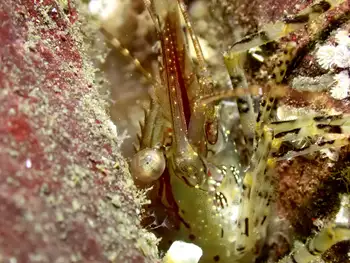 Coonstripe Shrimp