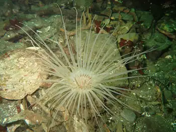 Tube Dwelling Anemone