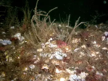 muff hydroid