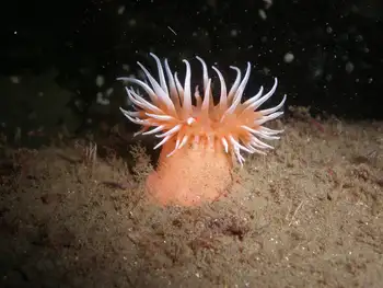 Tiny Orange Anemone