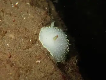 Nanaimo Nudibranch