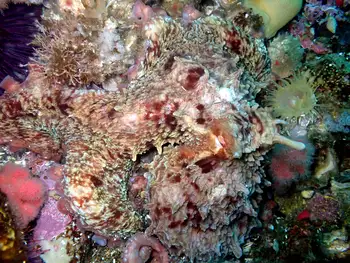 Giant Pacific Octopus