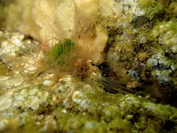 Curlyhead Spaghetti Worm