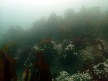Dive Site