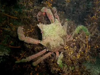 Northern Kelp Crab