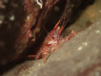 Squat Lobster
