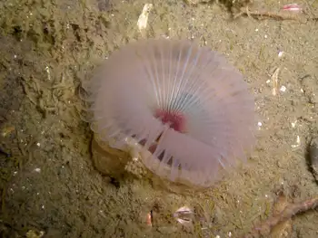 Feather Duster Worm