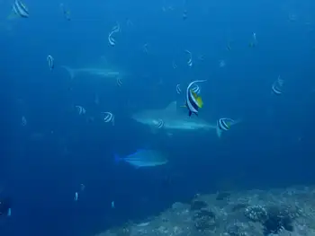 blacktail reef shark