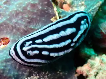 Zeylan Phyllidiella Nudibranch