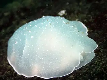 California Berthella