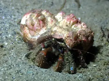 Bering Hermit Crab