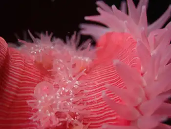 Brooding Anemone