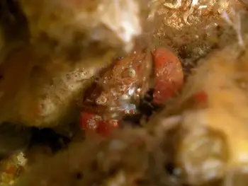 Pygmy Rock Crab