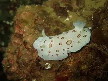Leopard Nudibranch
