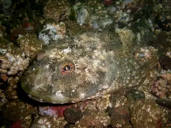 great sculpin