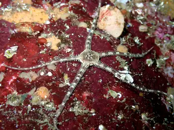 Gray Brittle Star