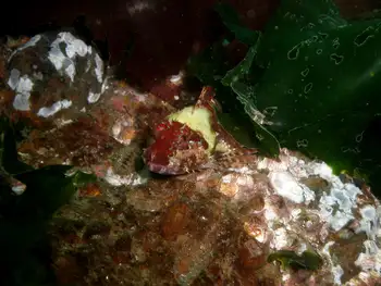 Sculpin