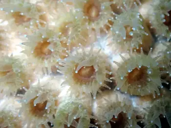 Coral