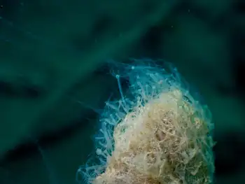 rock snot diatom