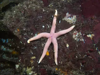 fat blood star
