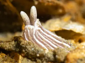 striped nudibranch