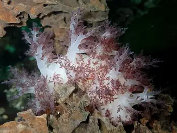 Red Dendronotid