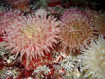 Painted Anemones