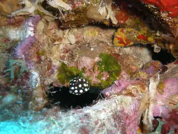 Smooth Trunkfish