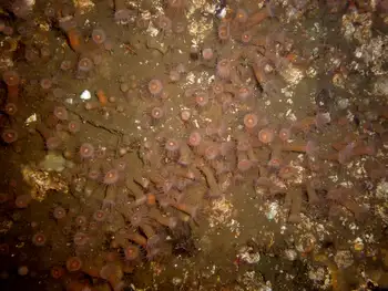 Orange Zoanthids