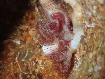 Orange Feather Duster Worm