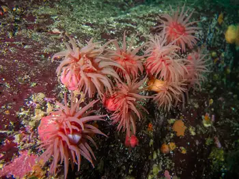crimson anemone
