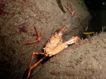 Squat Lobsters