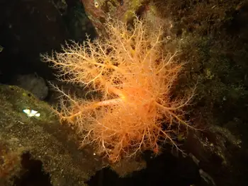 Red Sea Cucumber
