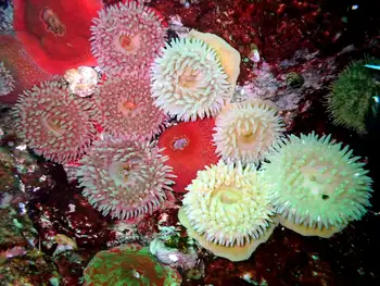 Painted Anemones