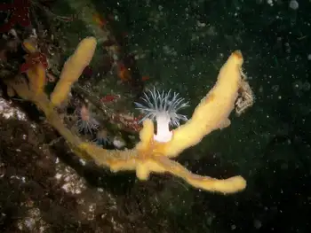 Anemone